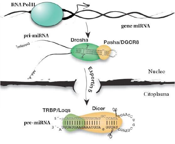 Figura 1: Processamento del pri-mirna da parte di Drosha, esportazione nucleare ed elaborazione del pre-mirna da parte di Dicer. Schema del processo di biogenesi dei mirna.