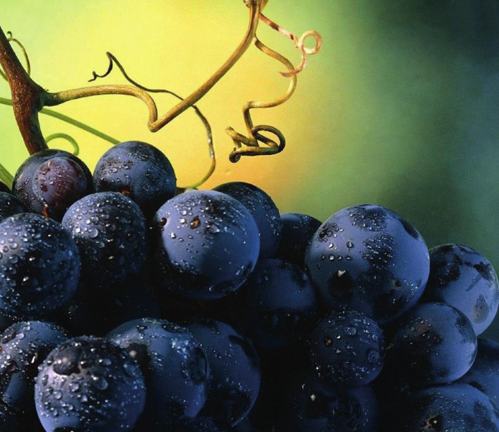 Il vino Biologico è ottenuto attraverso l abbattimento delle sostanze chimiche e dei solfiti con l adozione di tecniche di cultura biologiche (prevengono gli attacchi parassitari in modo naturale).