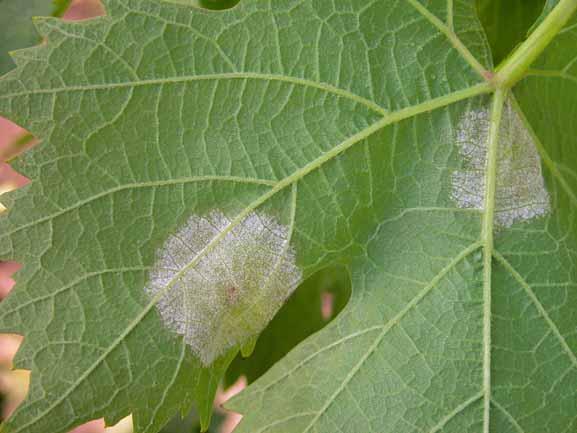 TABELLA 1 - Sostanze attive antiperonosporiche autorizzate in Italia sulla vite, divise per gruppo di appartenenza, meccanismi d'azione e rischio di resistenza secondo il FRAC ( 1 ) Indicazioni del