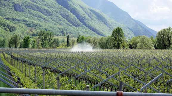 potature al verde o sfogliature ha fatto la differenza sull efficacia dei trattamenti, rispetto a chi invece ha incautamente trascurato queste pratiche agronomiche.