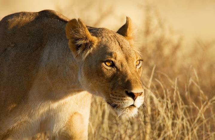 30 h di 4 x 4 su asfalto) Dopo le formalità del gate inizia lo splendido Game Drive nel primo grande parco ad ovest di Arusha. Il pranzo è al sacco con un lunch box.