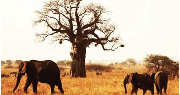 Tarangire National Park Il Parco Nazionale del Tarangire (in inglese Tarangire National Park) è un area naturale protetta della Tanzania settentrionale.