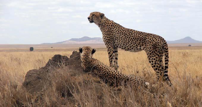 Gli animali più comuni sono gli gnu, le antilopi, le gazzelle, le zebre e i bufali. La pianura è celebre per gli impressionanti movimenti migratori che si verificano ogni anno.