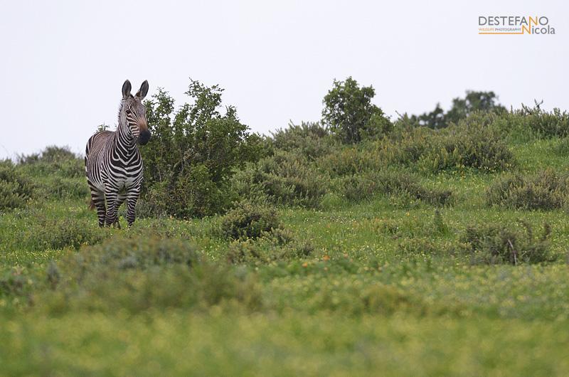 ottime immagini. Trasferimento poi in zona Cape Town. Arrivati nella zona di Cape Peninsula ci dedicheremo alla fotografia della sua colonia di pinguini, ma Cape Peninsula è molto di più.