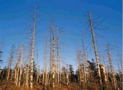 Il biossido di carbonio e l anidride solforosa presenti nell aria ricadono al suolo sottoforma di piogge acide e le foreste più colpite da questo