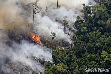 Come detto una corposa parte di questa foresta viene disboscata bruciando gli alberi producendo così anidride carbonica e gas serra, principali cause del buco dell ozono per creare un territorio
