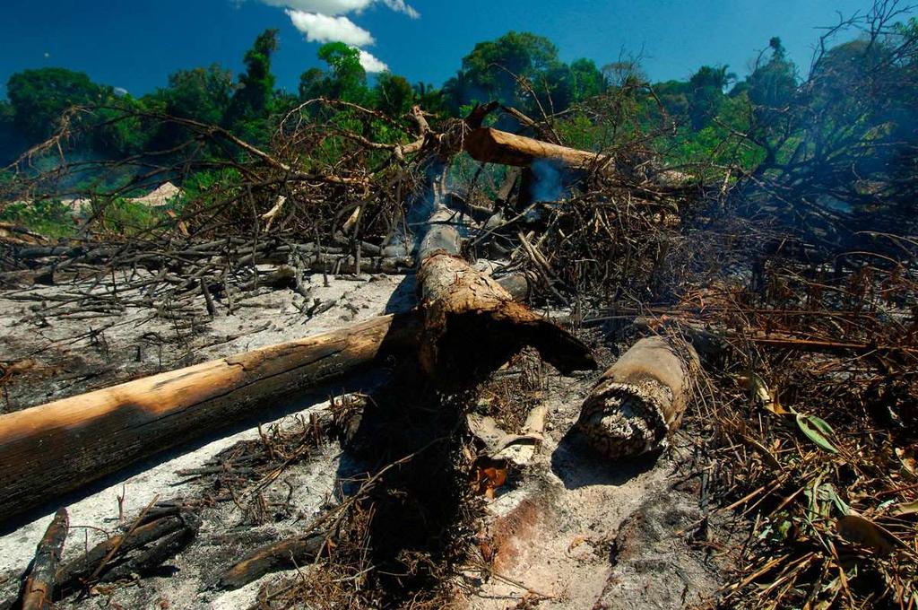 Gli stati che favoriscono il disboscamento sono quelli più sviluppati come Cina e gli Stati Uniti.