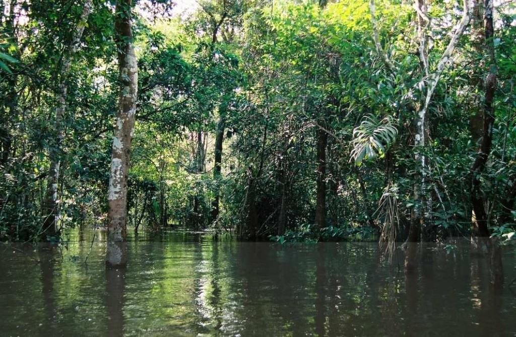 Fondi anti deforestazione: una speranza Del problema si comincia a prendere coscienza: sono stati stanziati dei fondi per salvare l Amazzonia, tutti provenienti dai principali paesi ricchi europei 21