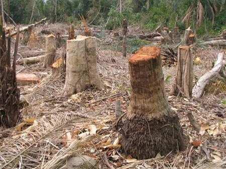 colpita dalla deforestazione La foresta boreale = vi viene