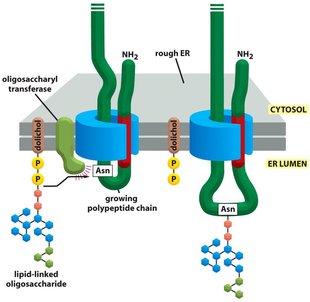 LA N-GLICOSILAZIONE AVVIENE CO-TRADUZIONALMENTE Glicosilazione di residui di asn nel RE.