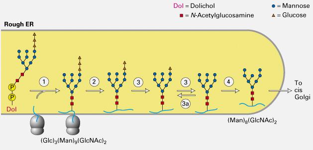 RIMODELLAMENTO DELLE CATENE OLIGOSACCARIDICHE Elaborazione degli N-oligosaccaridi nel RER Controllo nella formazione della