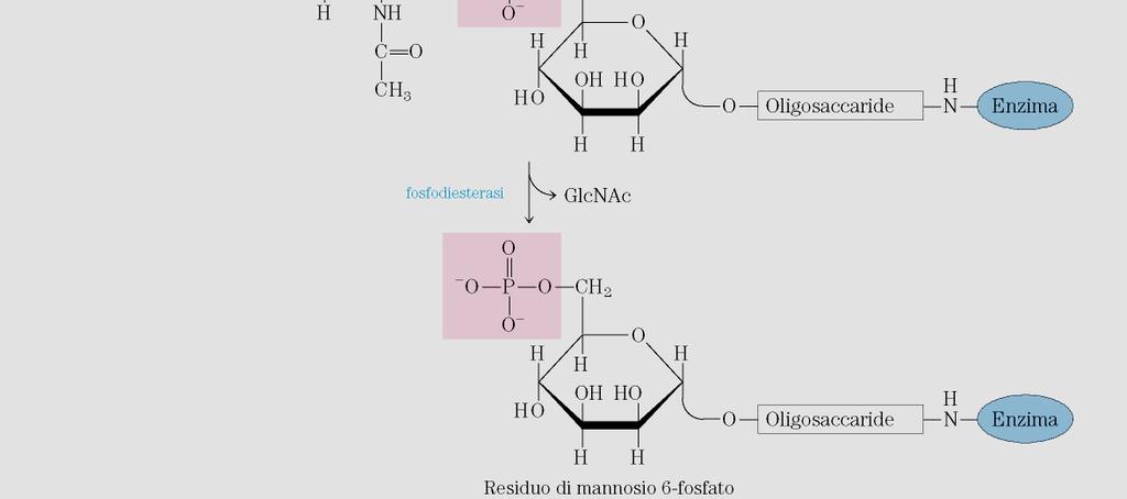 substrato UDP-N-acetilglucosamina e una fosfodiesterasi