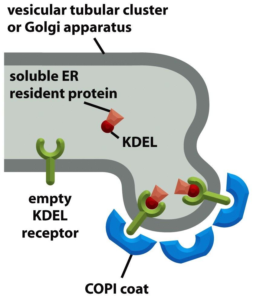 Molecular Biology of the