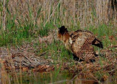 I cavalieri d Italia hanno iniziato ad occupare i siti riproduttivi degli Orti, del Bottagone e dei Perelli Bassi, area contigua della Riserva; il falco di palude, simbolo dell Oasi, ha occupato due