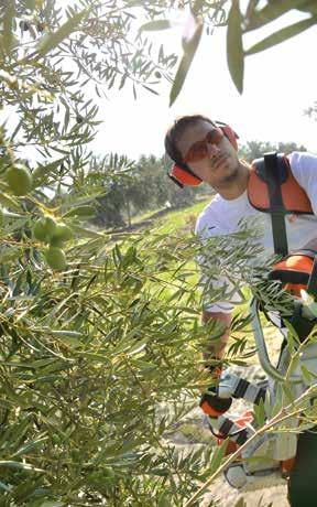 Durante la raccolta Scuotitori con gancio Maggiore efficacia Gli scuotitori SP 451 progettati da STIHL sono realizzati sfruttando la più avanzata tecnologia ingegneristica tedesca per: Ridurre in