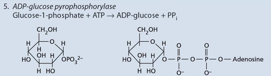 glucosio 1-fosfato