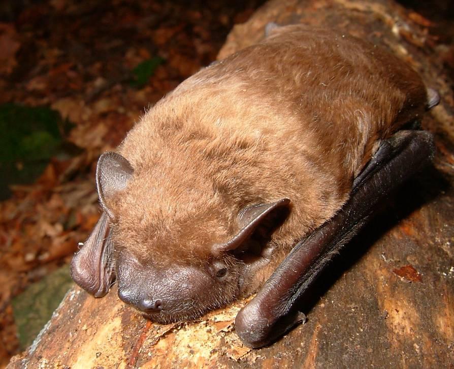 specie, che si aggiunge alle schede delle altre specie presenti nella prima relazione del 2008. 2.4.1. - Nyctalus noctula (Nottola comune) Si tratta di una specie tipicamente forestale.