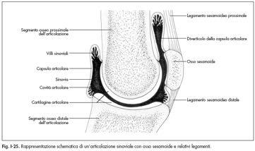 articolare e che facilita il movimento dei