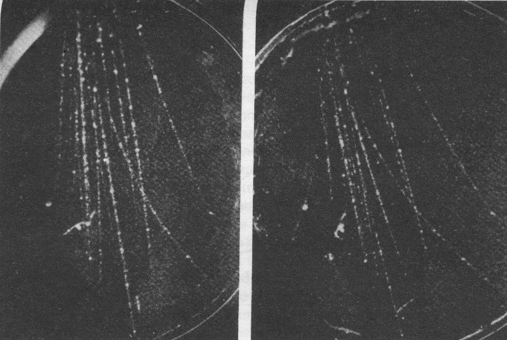 1927 Dimitry Skobelzyn fotografa le prime tracce da particelle di raggi cosmici 1932 Carl Anderson scopre il positrone 1933 Patrick Blackett e Giuseppe Occhialini fotografano la coppia