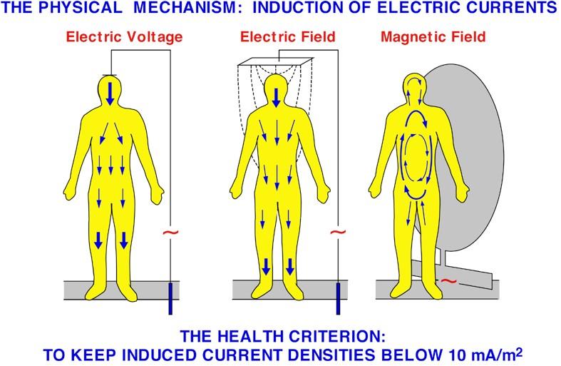 Meccanismi di interazionea bassa frequenza fino alla frequenza di circa 1 MHz prevale l induzione di correnti elettriche nei tessuti elettricamente stimolabili
