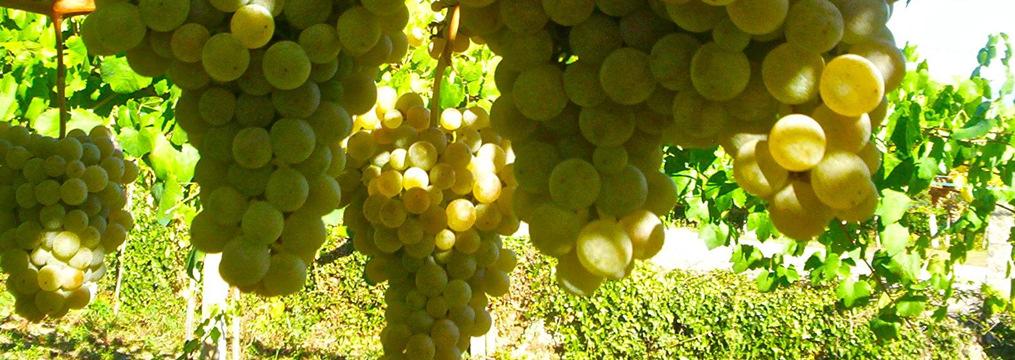 VENDEMMIA 2014 Dati consuntivi