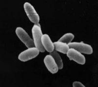 BATTERI: organismi pionieri Alcuni batteri sono in grado di