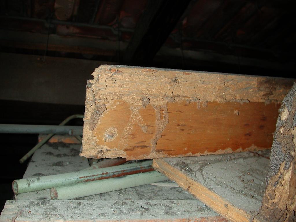 3 Attacchi di Isotteri o Termiti Tracce di attacchi termitici sono state trovate su alcune travi del 1 piano. Si tratta di gallerie superficiali molto limitate come diffusione.