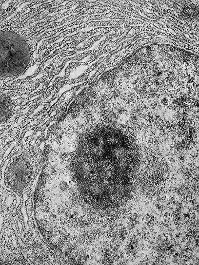 Reticolo endoplasmatico Così denominato perche e piu