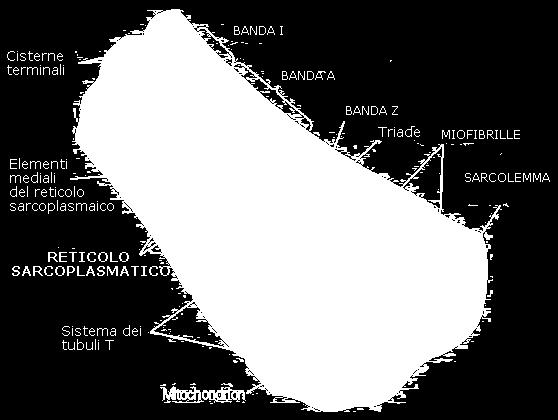 forma di tubuli (reticolo sarcoplasmatico) e mantiene nel