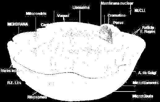 Sistema membranoso del citoplasma La grande maggioranza degli organuli cellulari è formata da sistemi di membrane