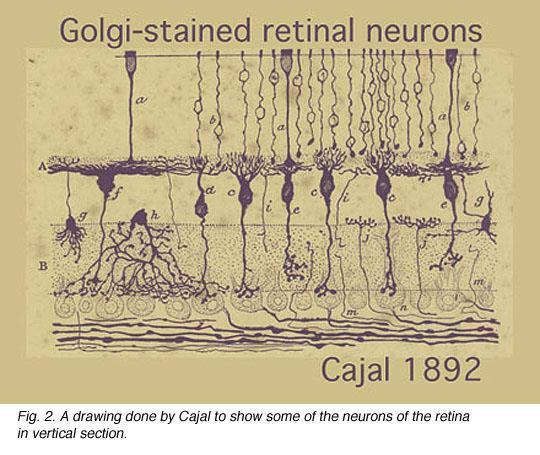 con i suoi miliardi di cellule aggregate in popolazionile une differenti dalle altre e rinserrate nel viluppo apparentemente