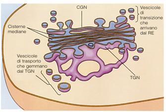 Apparato del Golgi Nelle pile golgiane si distinguono: 1 ) faccia CIS o prossimale contigua al Reticolo endoplasmatico, da cui riceve le microvescicole, le quali fondono tra a costituire una rete di