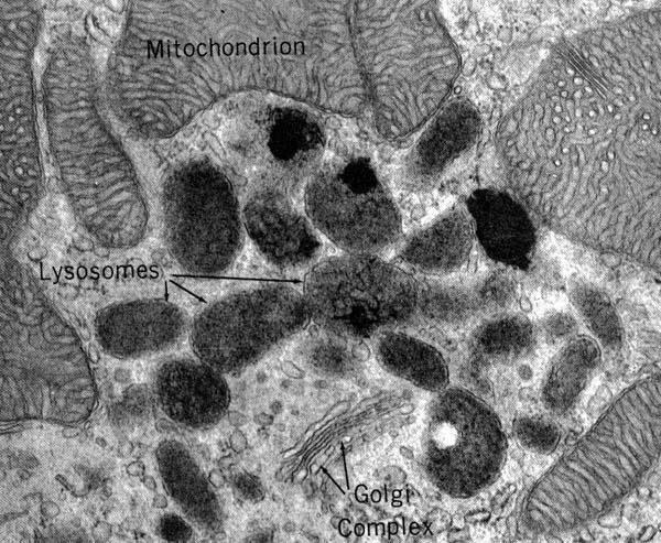 Lisosomi I lisosomi sono organelli vescicolari elettrondensi che contengono enzimi degradativi.