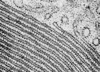 Organizzazione Sistema vacuolare del citoplasma Le membrane