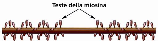 Miofilamenti spessi di Miosina Tessuto muscolare striato scheletrico Ogni miofilamento spesso è composto da un fascio di molecole di miosina I miofilamenti spessi sono uniti