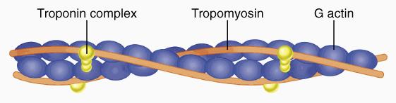 scheletrico Actina Ogni miofilamento sottile è composto da: 2 F-actina ad elica 2 filamenti Tropomiosina filamentosa Troponina ogni 40 nm Il COMPLESSO TROPONINA è composto da