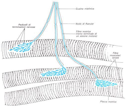 La contrazione è avviata da un impulso nervoso (perdita