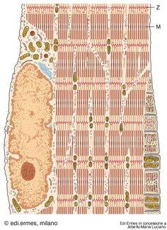 (Fosforilazione ossidativa mitocondriale) Mioglobina (rosse) Fibre Bianche (tipo 2A e 2B e 2X>2A e