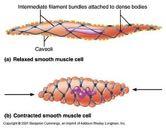 Muscolo liscio Tessuto muscolare liscio Organizzazione più rudimentale Contrazione Si contrae più lentamente Aumento della concentrazione di Calcio >>Calmodulina >> attiva