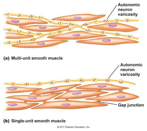 liscio Multiunitario: ciascuna fibrocellula riceve una terminazione nervosa e la contrazione è contemporanea (minimo ruolo gap junction) (es.