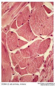 Sezione trasversale Organizzazione della fibra muscolare Cellule irreversibilmente fuori dal ciclo