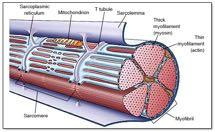 basale); circonda le miofibrille Sarcoplasma: citoplasma numerosi Golgi e mitocondri inclusi
