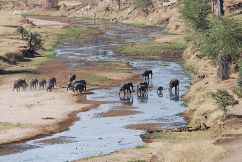 GIORNO 3 Parco del Tarangire: Transfer Arusha Tarangire 2 ore circa. Attività: foto-safari.