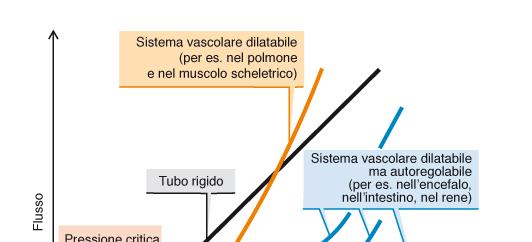 tipico dei vasi elastici).