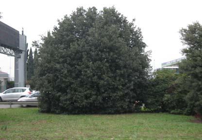 ID pianta SIT 1068 Data rilievo: 13/11/09 Ubicazione: Via Luder Firenze Specie: Quercus