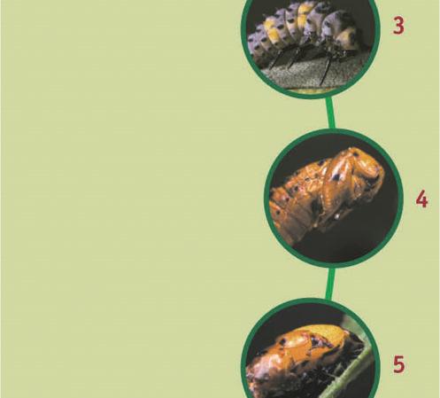 Piccola lezione di biologia La coccinella Adalia bipunctata : l alleata naturale del vostro giardino L adulta Adalia depone tra 20 e 50 uova al giorno.