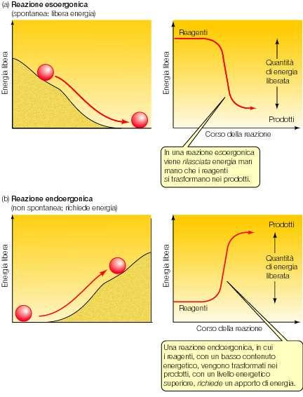 Le reazioni endoergoniche NON sono spontanee; occorre