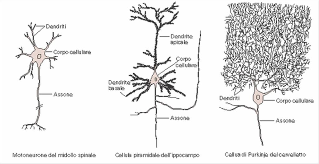 Figura 2: Suddivisione del neurone multipolare in base all arborizzazione dendritica.