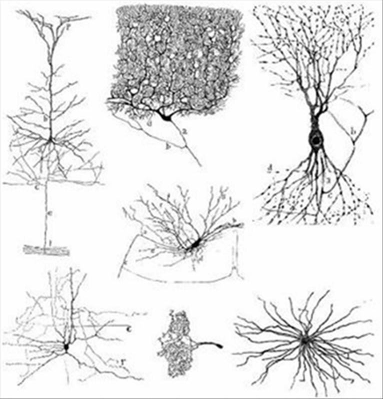 Figura 3: Classificazione dei neuroni multipolari in base al dominio spaziale in cui si sviluppano le arborizzazioni dendritiche 1.2.