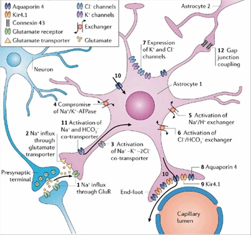 Figura 5: Gli astrociti assolvono diverse funzioni. Una delle funzioni più importanti è quella di mantenere costante la concentrazione di K+ negli spazi extracellulari.